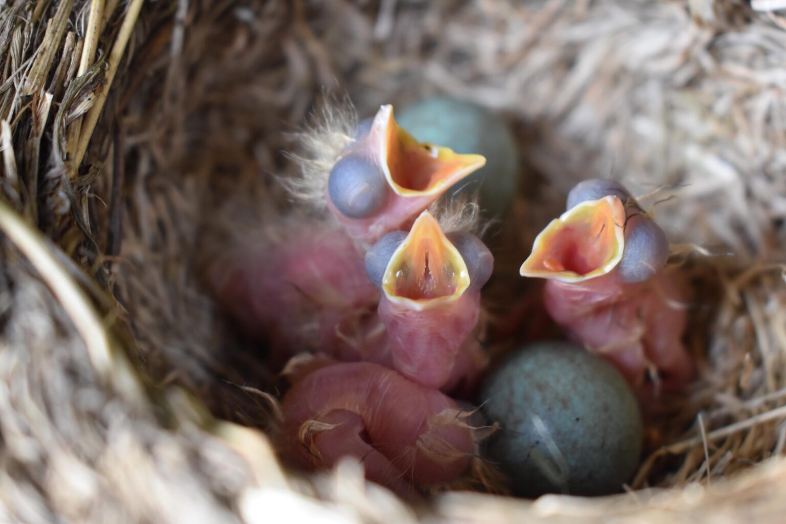 この鳥たちは、息子の遊び場の下に巣を作っています。ラップランド地方の夏は最高です! 庭のあちこちに、あと 3 つの巣があります (私が見える範囲で)。ここの冬とは大違いです。大好きです!