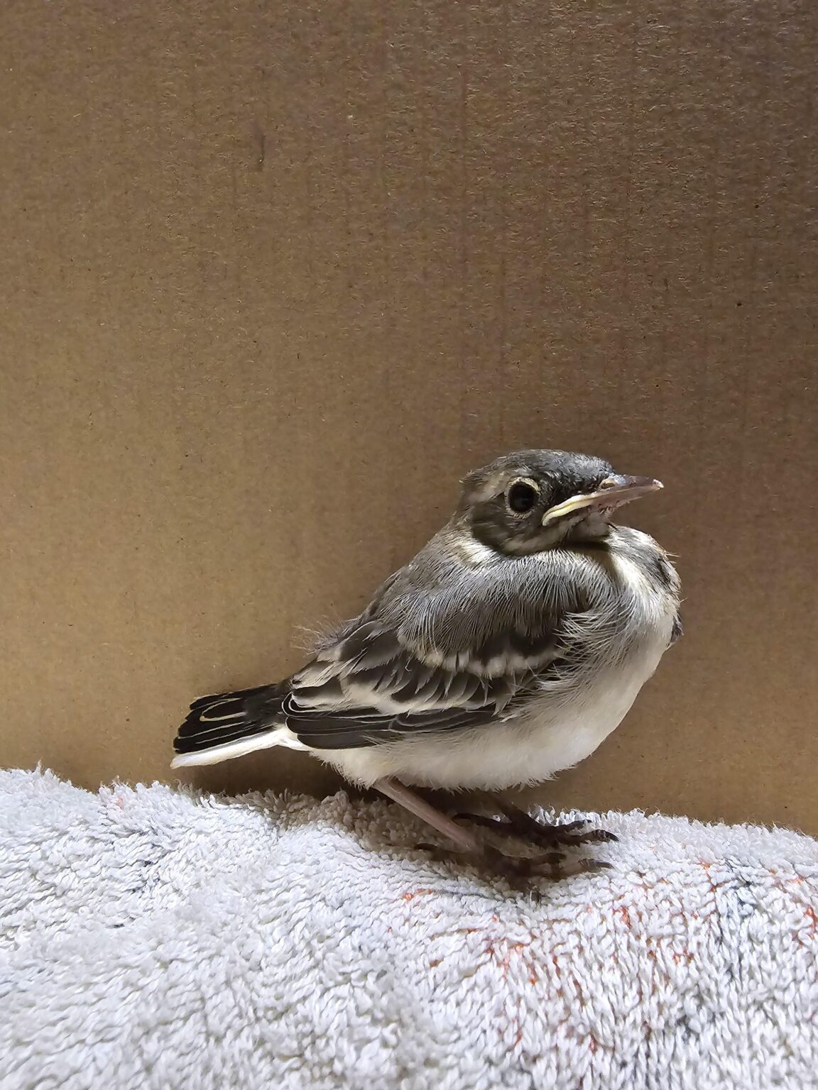 これは何という鳥ですか？