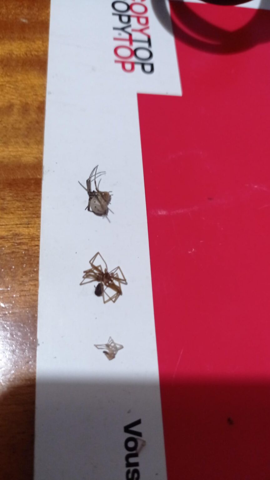 ラルナカで毒蜘蛛が発見される、未亡人か世捨て人か？