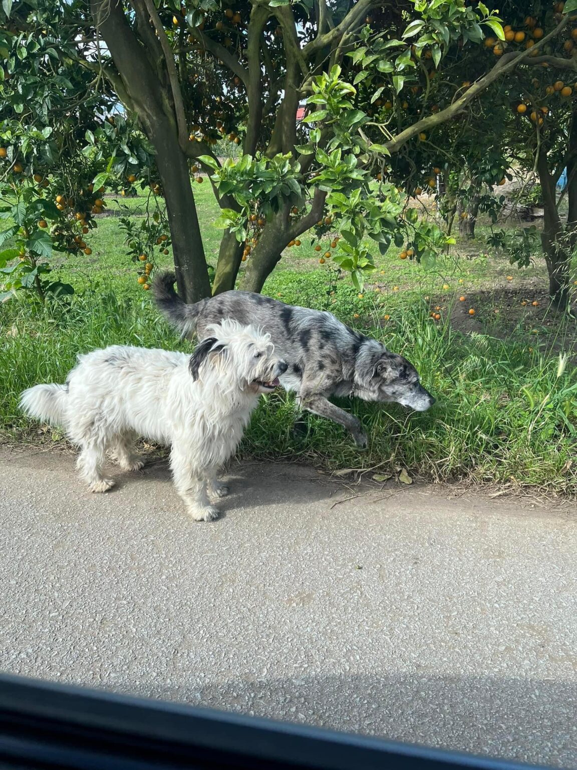 近所の犬がいつも放し飼いになっている