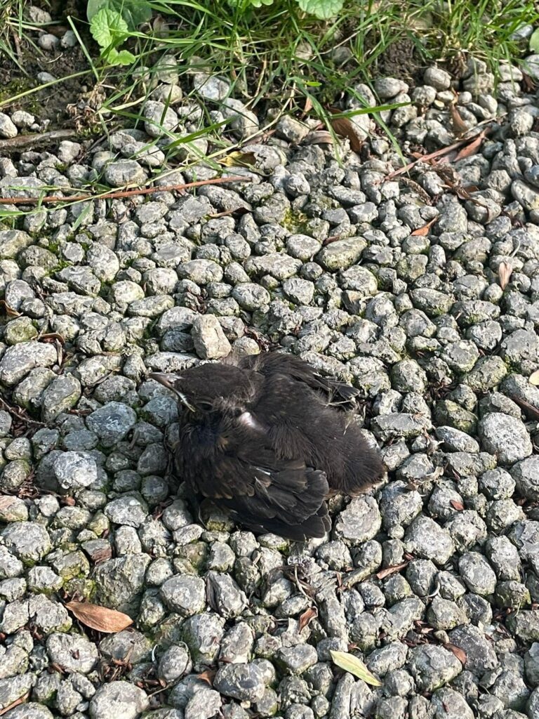 怪我をした小鳥を見つけました。どうすればいいでしょうか? 怪我をした小鳥を見つけました。どうすればいいでしょうか?