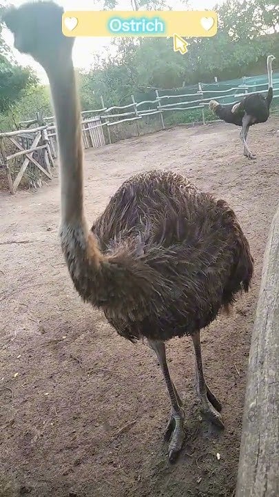 ダチョウ