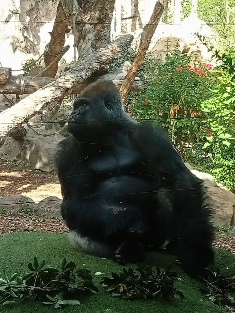 テネリフェ島の動物園、ロロ パルケの写真