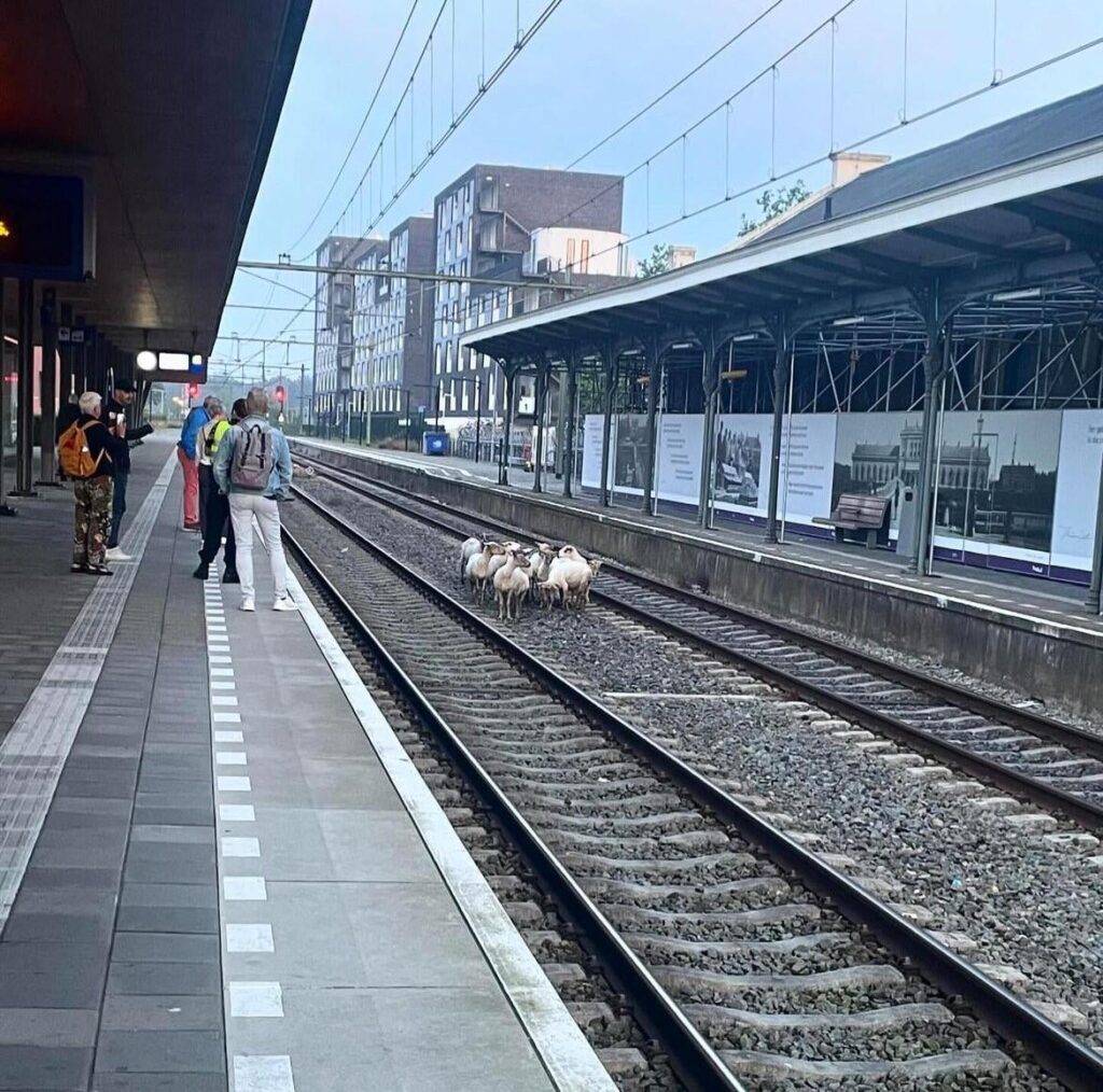 今朝ミデルブルフ駅で少し遅れが出ました