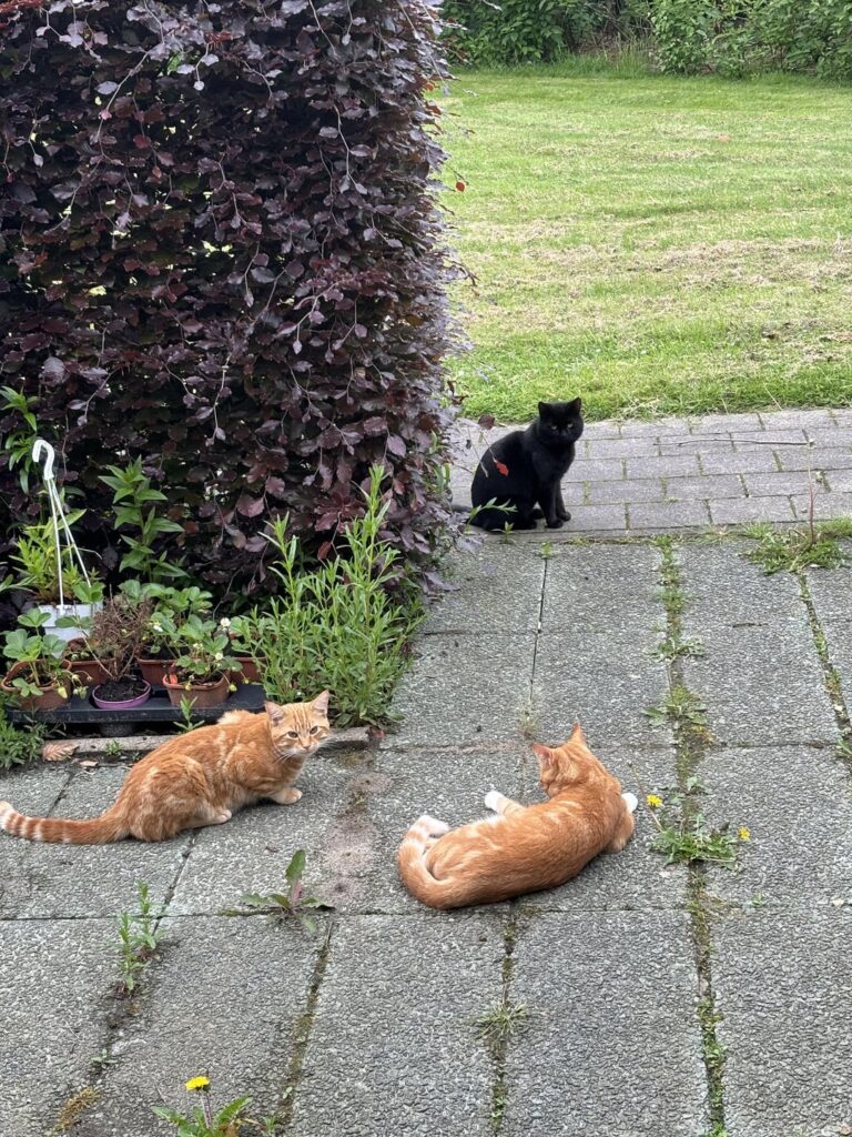 この黒い野良猫を飼いたいのですが、チップが埋め込まれているかどうか心配です。獣医に連れて行って検査してもらいたいのですが、チップが埋め込まれていたら獣医は本当の飼い主のところに連れて行かなければなりません。どうしたらいいでしょうか。失いたくないです:(