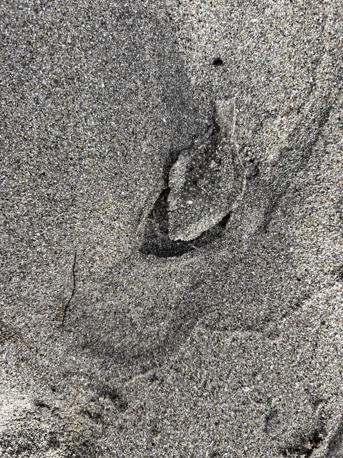 もう一つの海の生き物