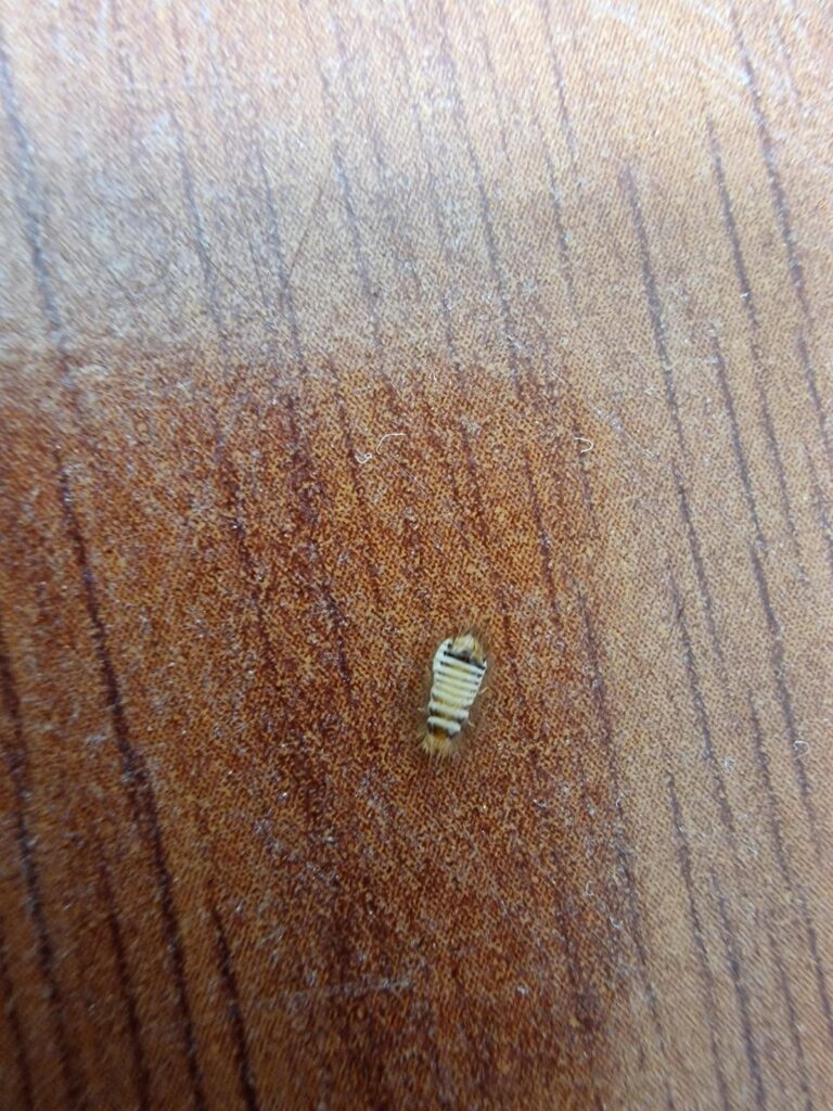 これは何という虫ですか？