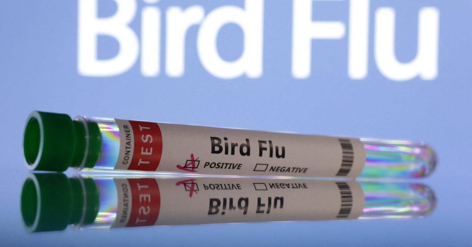 ドイツ、希少種の鳥インフル報告 「Ｈ７Ｎ５型」 - ロイター (Reuters Japan)