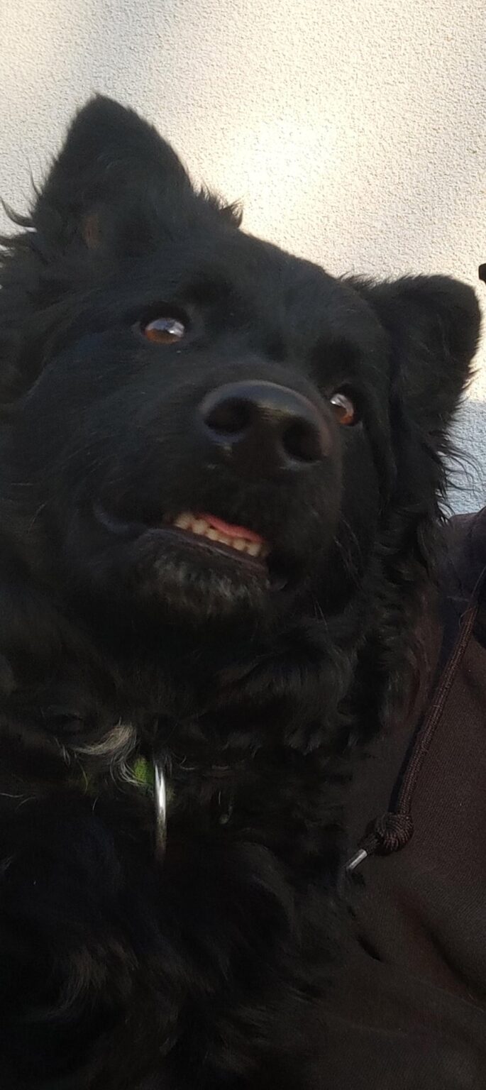 私の犬がペソボタのことを聞いたとき