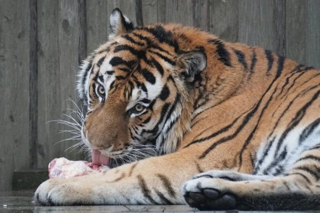 タリン動物園：トラのプーツマンが手術後の合併症で死亡