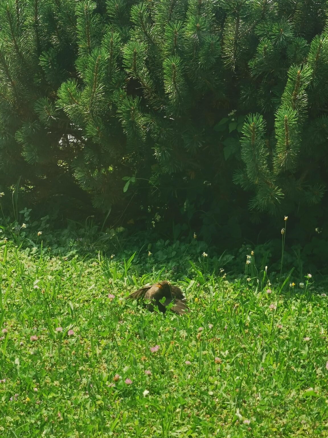 鳥の異常な行動