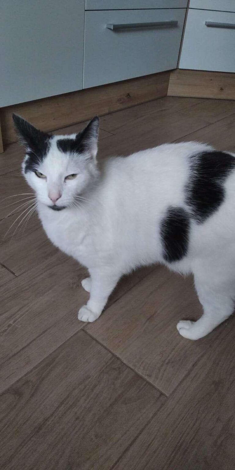 キャットボット