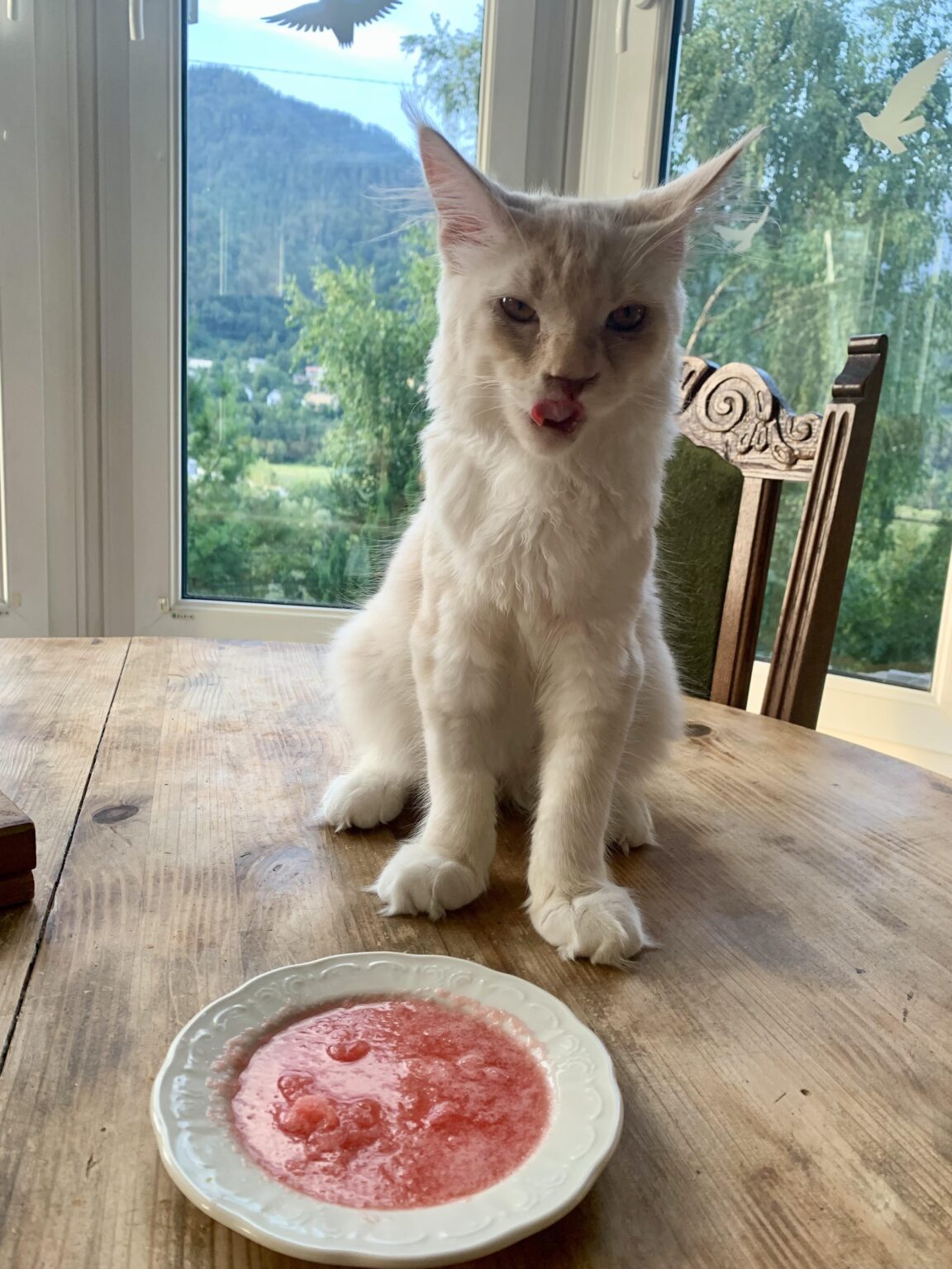 スイカを持った猫ボット