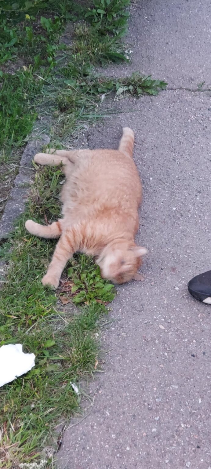 迷子猫（タリン）