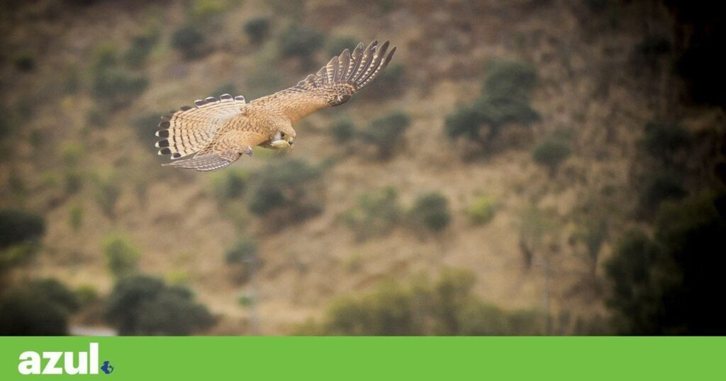ポルトガルにあるチョウゲンボウの都市部最後のコロニーが間もなく消滅する可能性がある