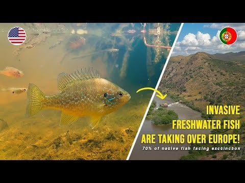 私たちの淡水魚種に関するドキュメンタリー