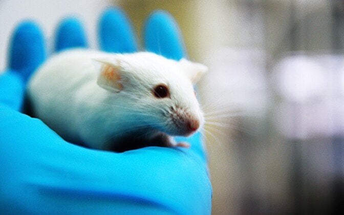 革新者の記事: 「研究: タンパク質をオフにするとマウスの寿命が 4 分の 1 延びる可能性がある」