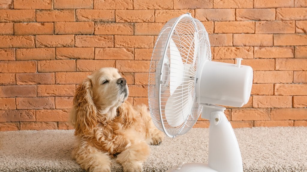 気温が高いときは動物たちを忘れないでください。