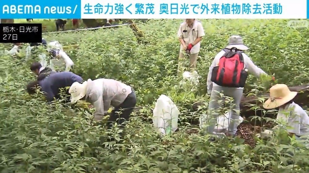 生命力強く繁茂、「オオハンゴンソウ」など外来植物除去に多くのボランティア参加「「こんなに広がっているとは…」 栃木・奥日光