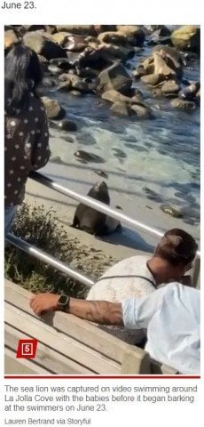 米ビーチで海水浴客に突進するアシカ 我が子を守ろうとしていたか (2024年7月7日掲載) - livedoor