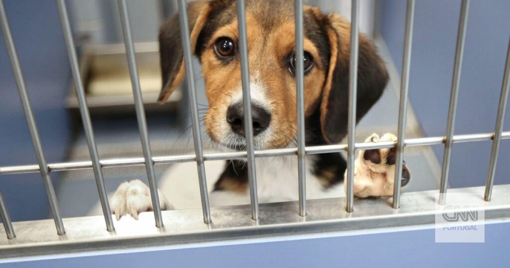 ポルトガルでは、これほど多くの動物が収集されたことはありませんでした。  2023年には4万5千人以上が路上から排除された