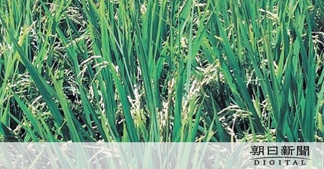 猛暑でも1等米比率「9割以上」、耐暑米の作付けが徐々に拡大