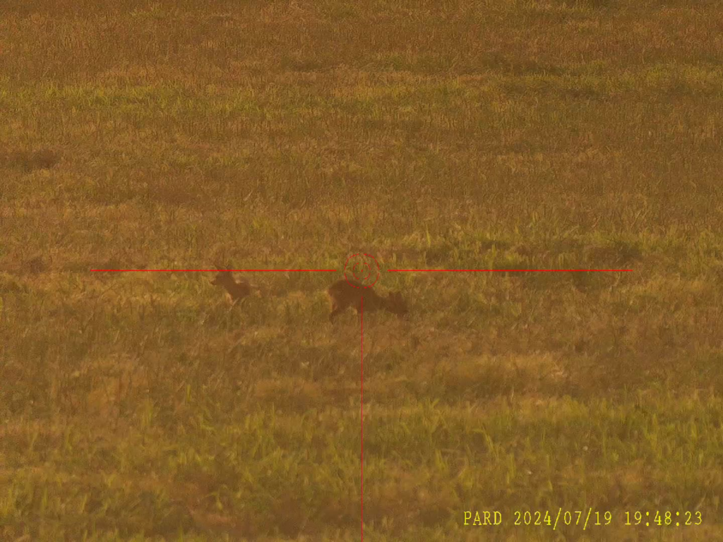 2か月後、ついに殺しに行きました。 おそらく狩猟計画は達成できないだろう。獲物が豊富であるにもかかわらず、繁殖しているノロジカは 2 頭しかいなかった。 しかし、これが人々が狩猟を楽しむ理由であり、たくさんのノウサギ、キジ、キツツキ、カササギ、そしておそらく発情期の雌鹿であるおそらく母親なしでこの2頭の子鹿が単独でいるなど、見るべきものがたくさんありました。