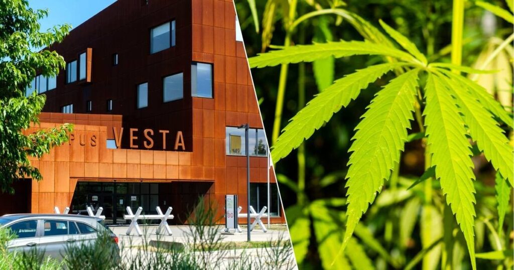 ランストではヘンプ植物が土壌からPFASを除去する必要がある：「最初の結果は有望である」