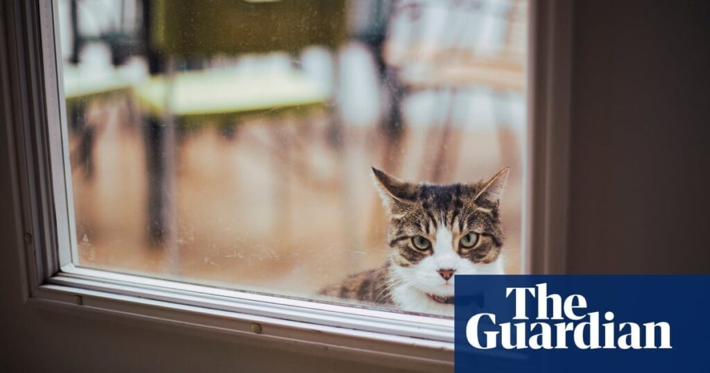 猫泥棒：オランダの科学者が、なぜ猫がランダムに物を「盗む」のかの謎を解明しようとしている