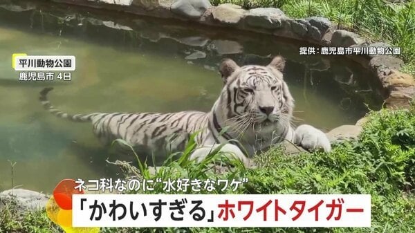 真夏日にプールでリラックス ホワイトタイガーの“水浴び姿”が「かわいすぎる」と話題 鹿児島市