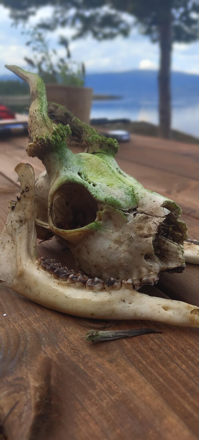 死体の洗浄と保存