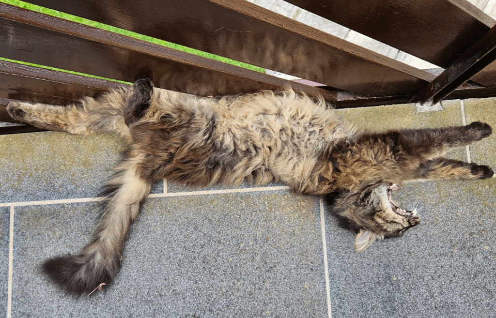 (ほぼ)キャットボットです