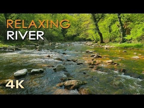 森の中を流れる川/小川