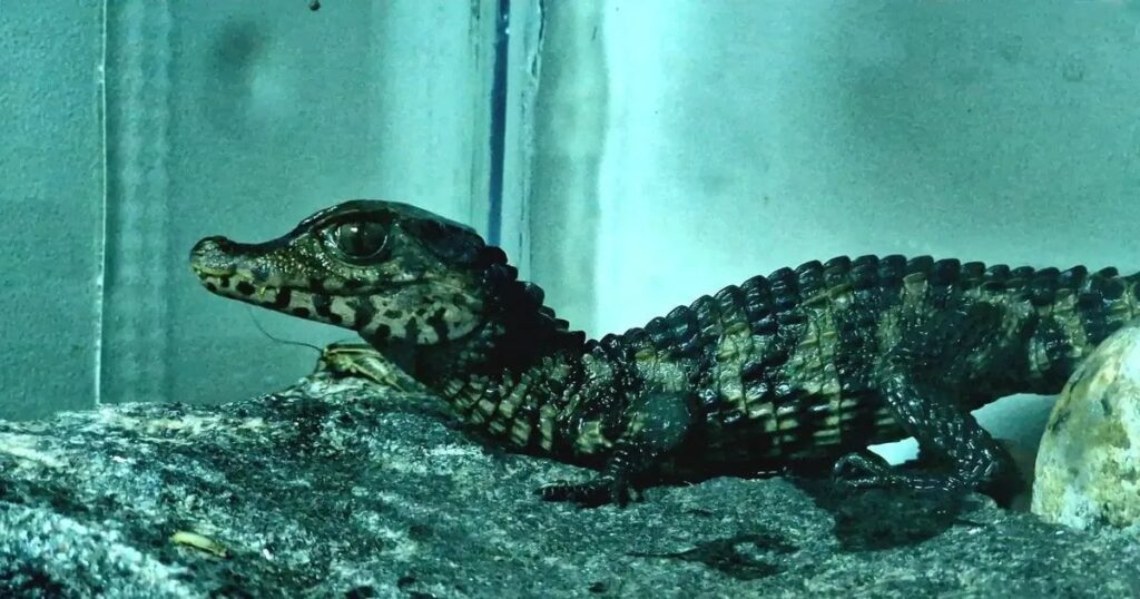 サーレマー動物園でワニのクスティが死亡、来園者の悪手が疑われる