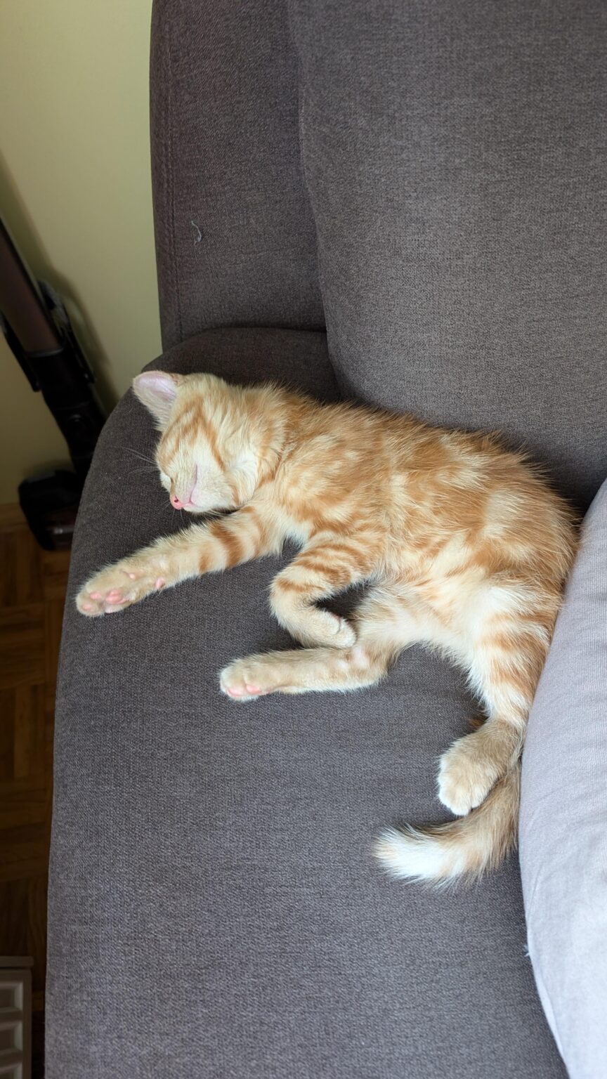 キャットボット