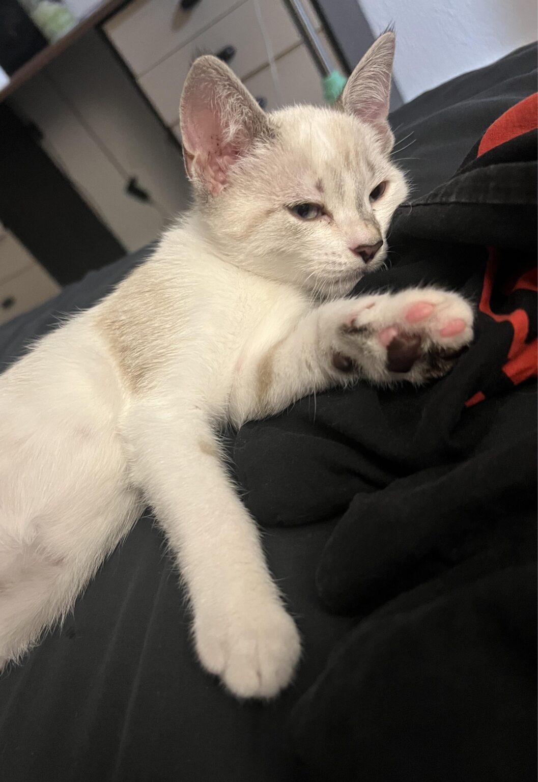 キャットボット