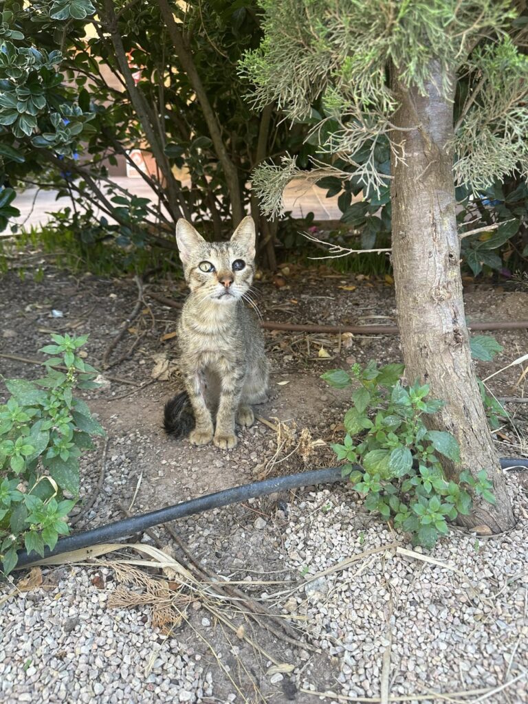 野良子猫の家を探しています 野良子猫の家を探しています