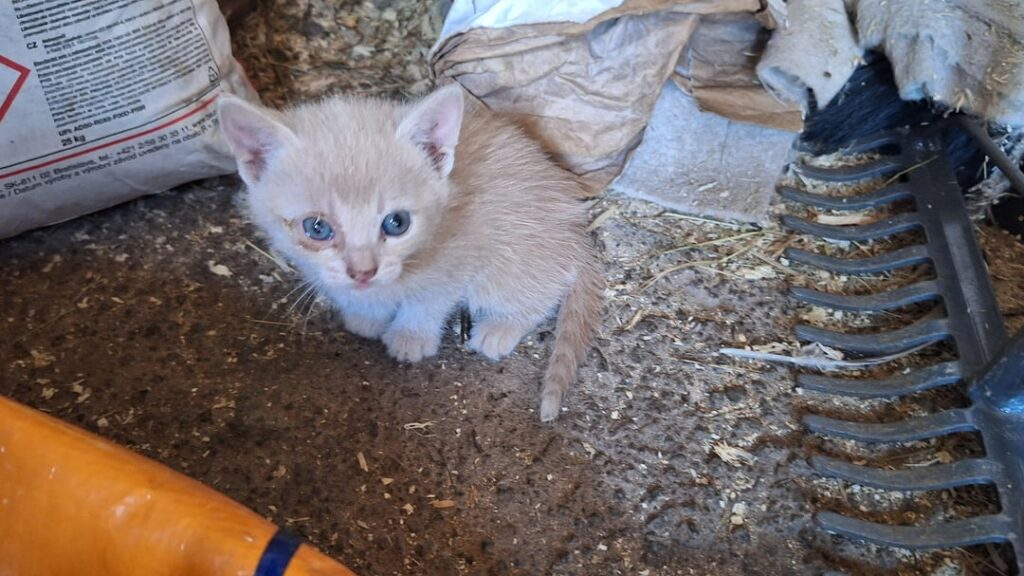 生後2か月の子猫をたくさんお譲りします。庭付きの家に限り、休暇の終わりにコレクションします。地区BB/ホレロニー - ブリティッシュブルーのオス猫（名前はピピック・シャキーラですが、名前は変更できます）彼） - 砂の子猫 - 2 匹のトラ猫 - 2 匹のトラ猫 - 2 匹の白いトラ猫