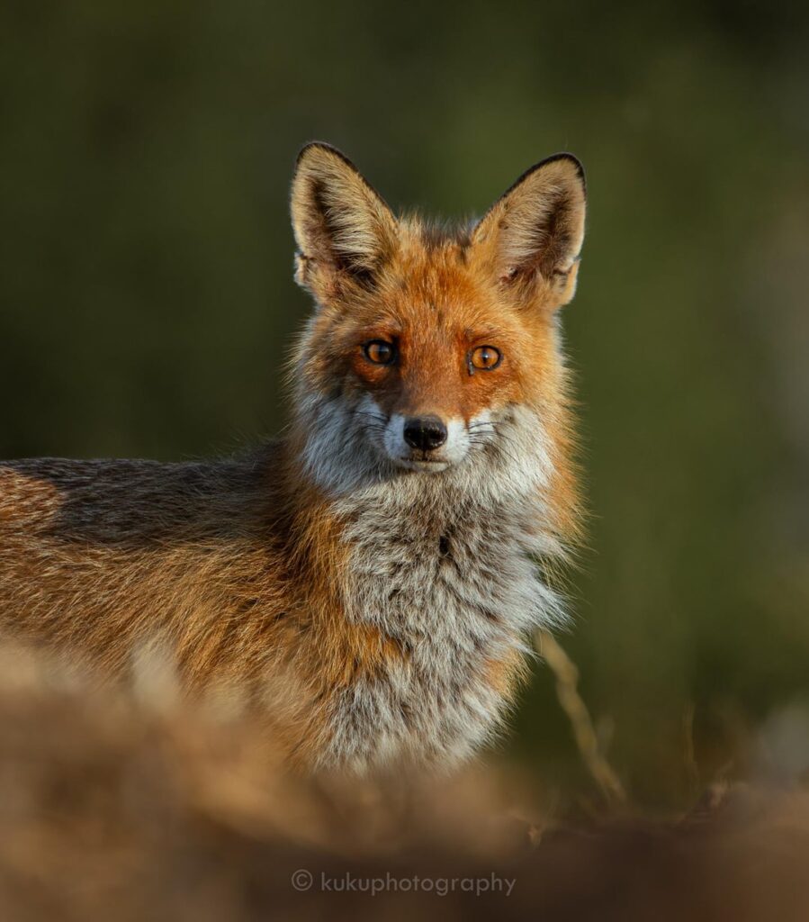 リトアニアの自然は素晴らしい pt2