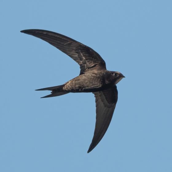 自分の地域でまだアマツバメ（le Martinet Noir）を見かけますか？特にGVAでは？