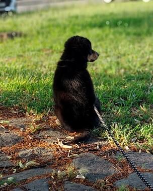 新しく生まれた子犬（犬）の名前。 名前があり、最も評価の高いエントリーが優勝します。 これ以上良い写真はありません、ワイルドです。 ボーダーミックス。