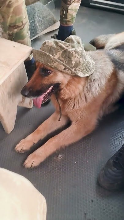 ウクライナ軍で最も幸せな犬
