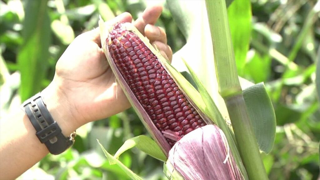 「ぎょっとするような赤い色」 赤いスイートコーンが収穫最盛期 小学生が収穫体験 山梨県都留市
