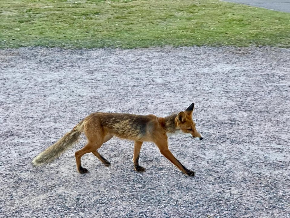 ヘルシンキのカイヴォプイストで発見されたキツネ。とても痩せています。