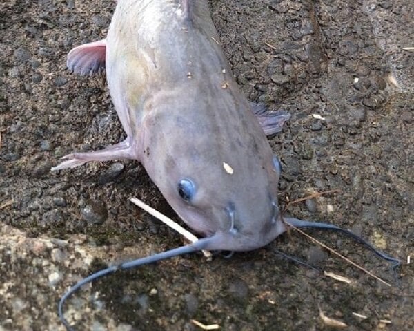 北米原産の特定外来生物”アメリカナマズ”北海道で初確認…侵入経緯は不明 環境省「入れない・捨てない・拡げない」3原則の徹底呼び掛け