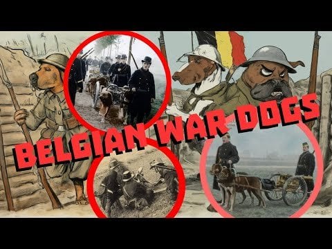 第一次世界大戦のベルギー軍用犬。この犬種の復活を試みているベルギーのブリーダーはいますか?