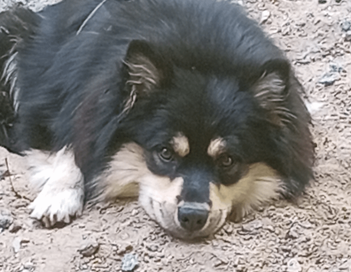 フィンランドのラップフンドを飼っているのですが、普通はこんなにかわいいのでしょうか？