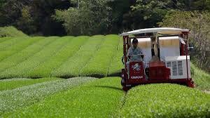 ここでお茶を飲む人はいますか？ どこで購入しますか？ 愛好家から買うことが多いのですが、何か新しいものを試してみたいのですが、何がお勧めですか？