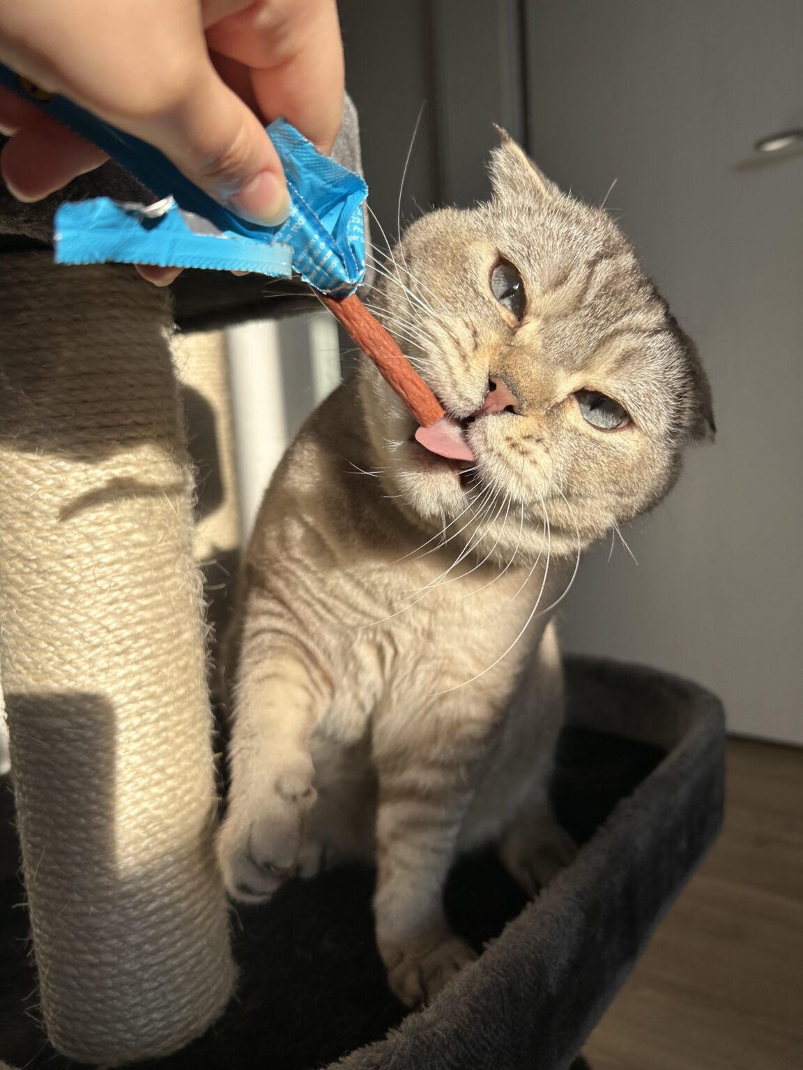 猫のネース😎