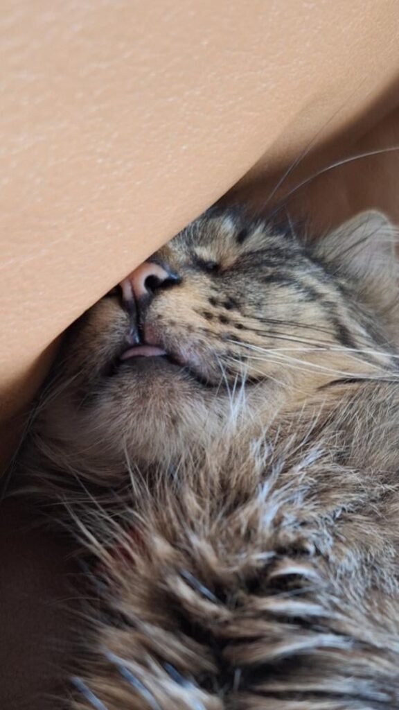 キャットボット